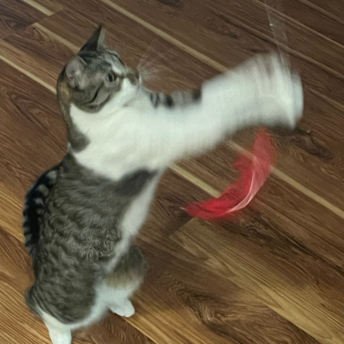 Furry Friend Fun While You're Away photo 2