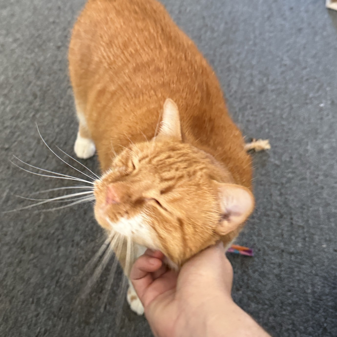 Furry Friend Fun While You're Away