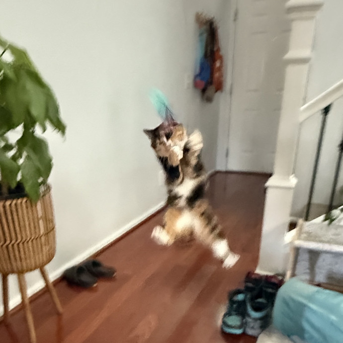 Furry Friend Fun While You're Away