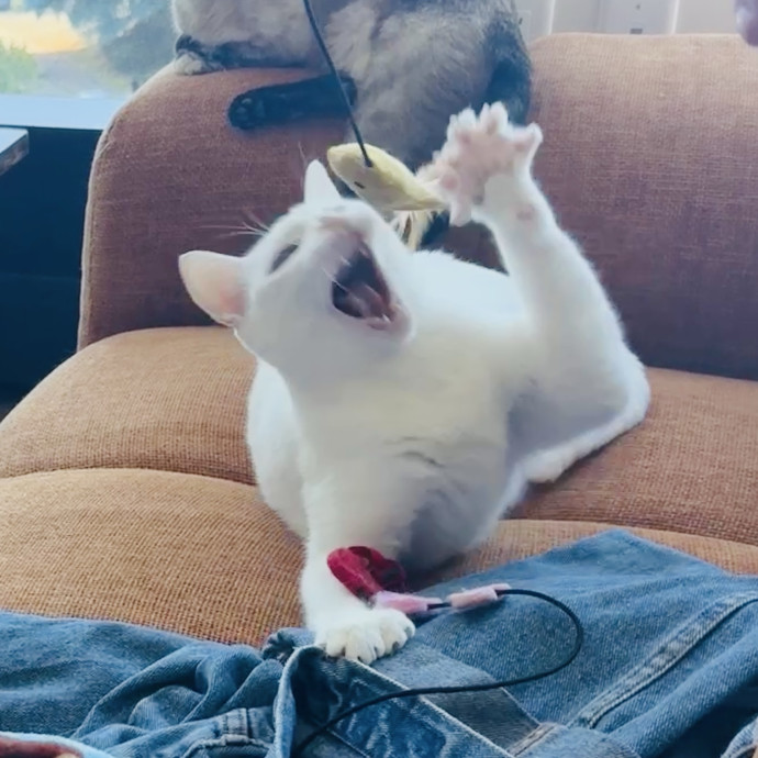 Furry Friend Fun While You're Away