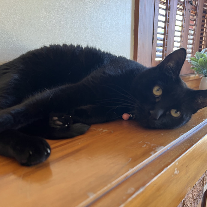 Purr-Fessional Cat Cuddler You Can Trust