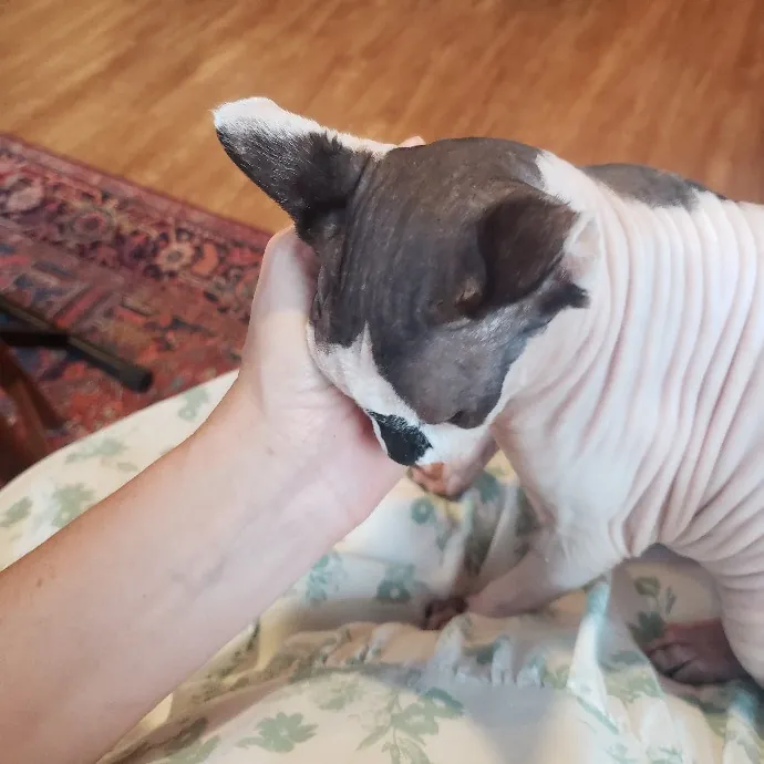 Your Cat's Newest Fan