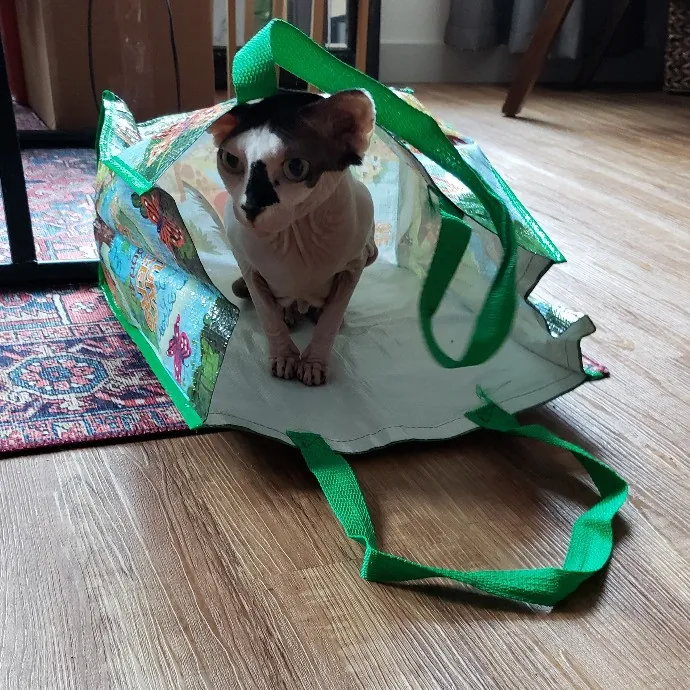 Your Cat's Newest Fan