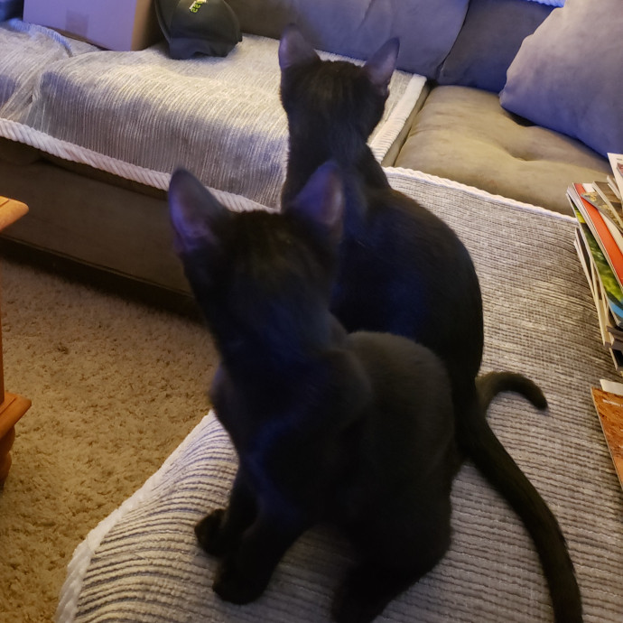 Your Cat's Newest Fan photo 3