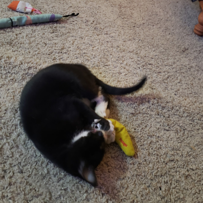 Your Cat's Newest Fan photo 2