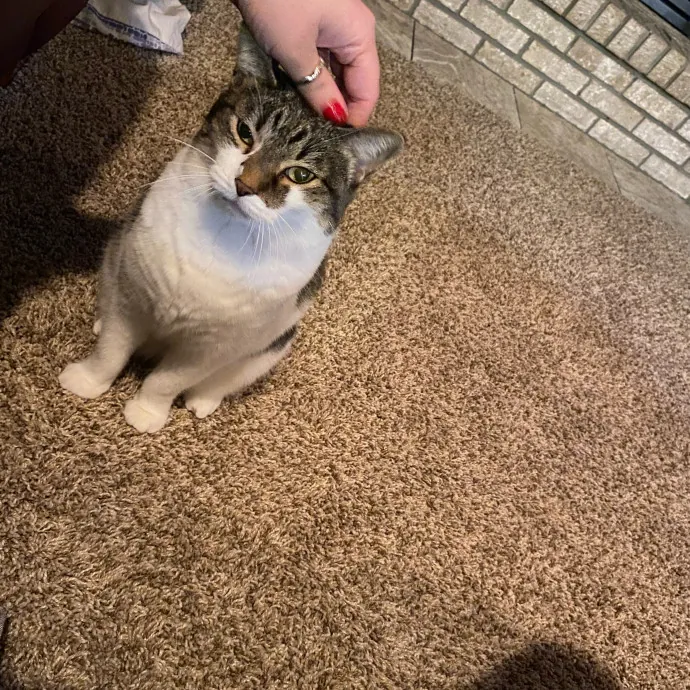 Warm Responsible Human Happy To Help  photo 4