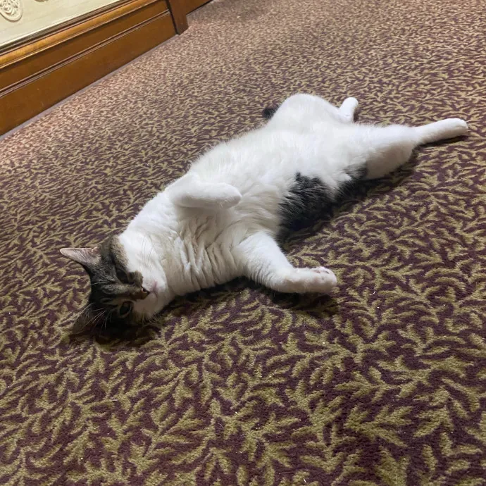 Warm Responsible Human Happy To Help  photo 2