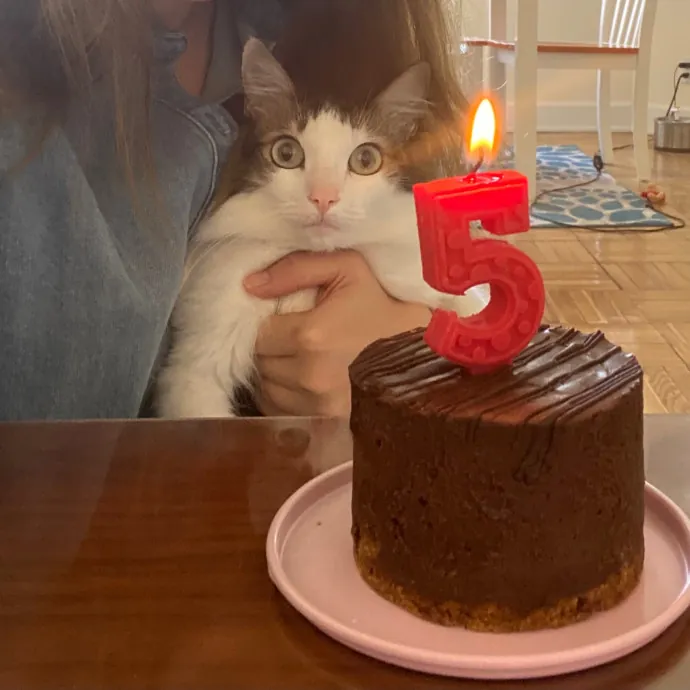Whisker-Whispering Mom Of 3Meowsome Cats