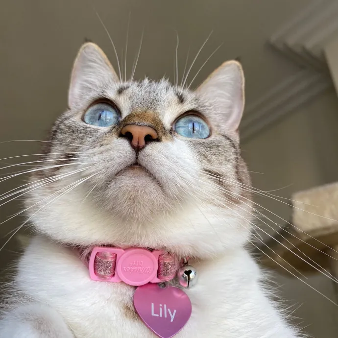 Whisker-Whispering Mom Of 3Meowsome Cats