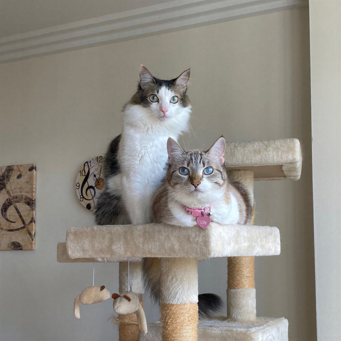  Cat Whisperer  Mom To 3 Feline Queens