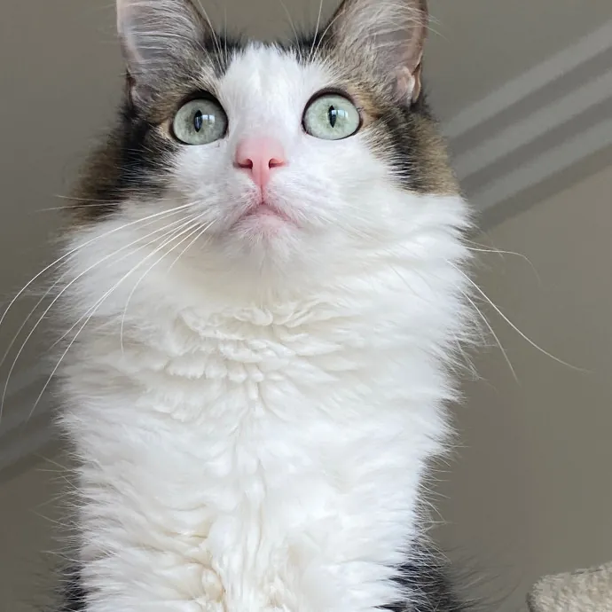 Whisker-Whispering Mom Of 3Meowsome Cats