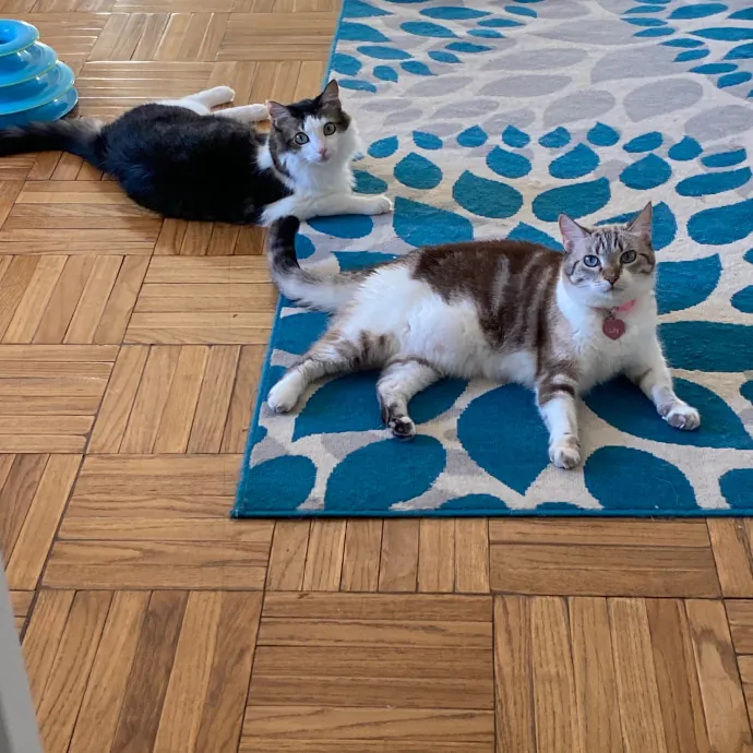 Whisker-Whispering Mom Of 3Meowsome Cats