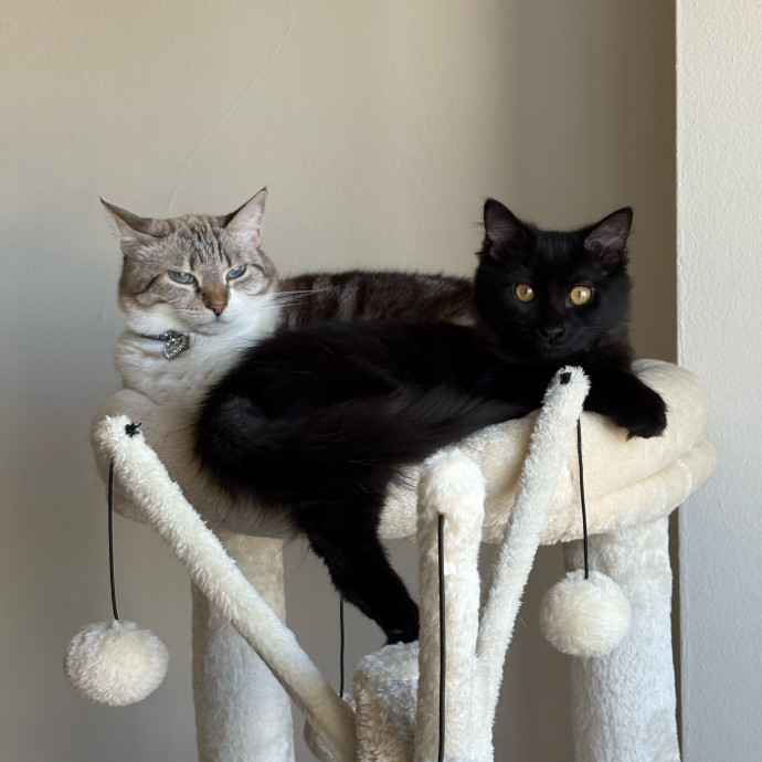  Cat Whisperer  Mom To 3 Feline Queens