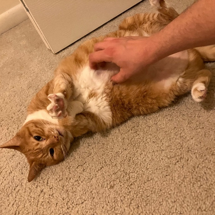 Like Our Own Cat Sitting