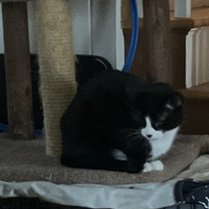 Like Our Own Cat Sitting