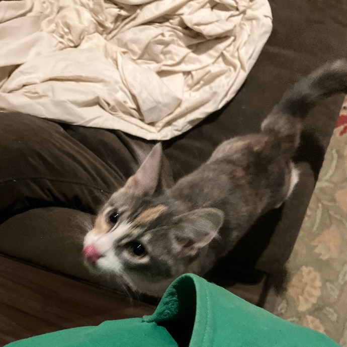 Like Our Own Cat Sitting