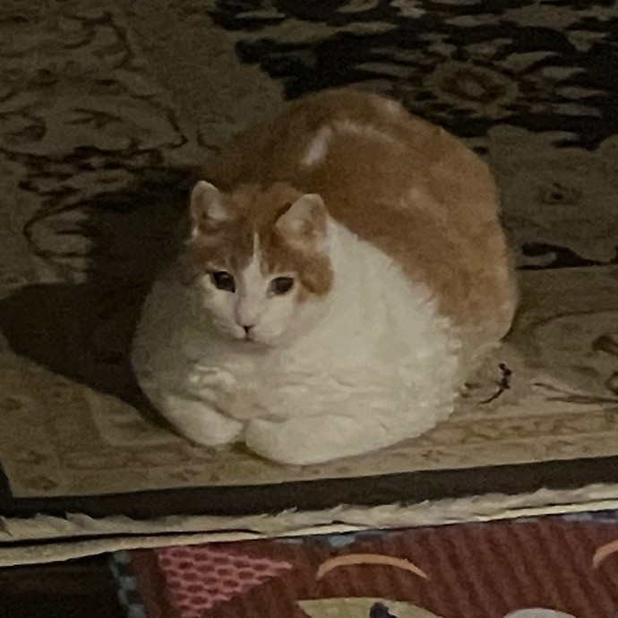 Like Our Own Cat Sitting
