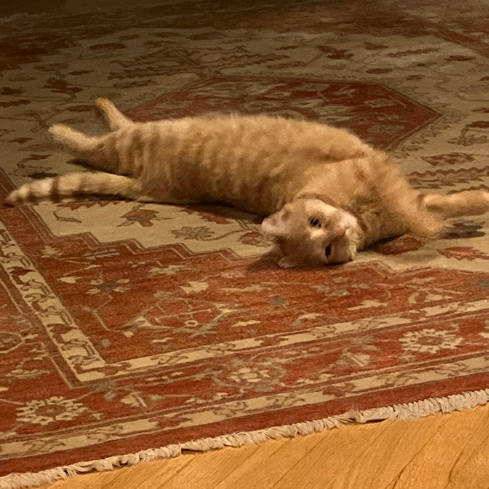 Like Our Own Cat Sitting