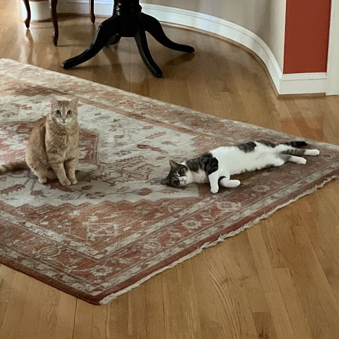 Like Our Own Cat Sitting photo 2