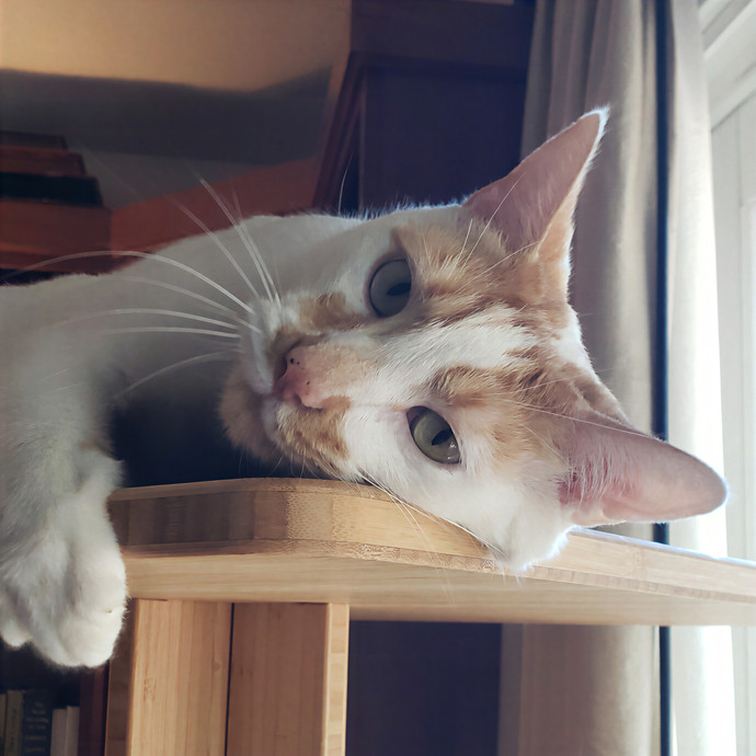 Cat Nap Kitty Sitting photo 2