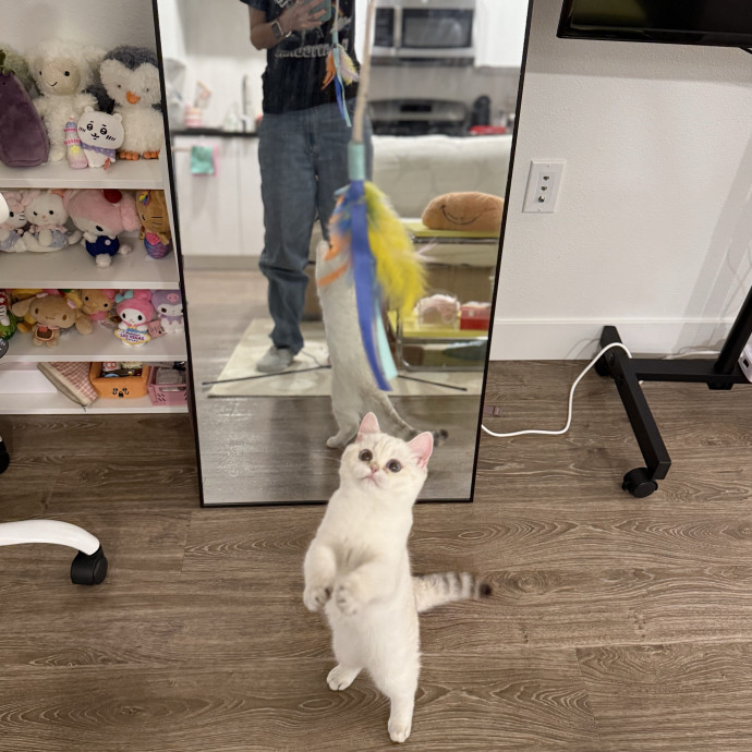 The Cat Lady Cats Approve Of