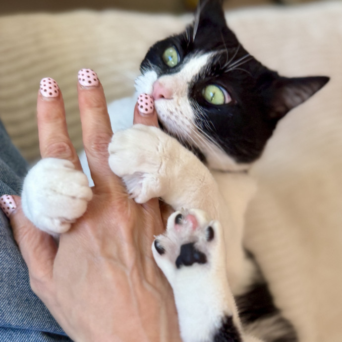 The Cat Lady Cats Approve Of