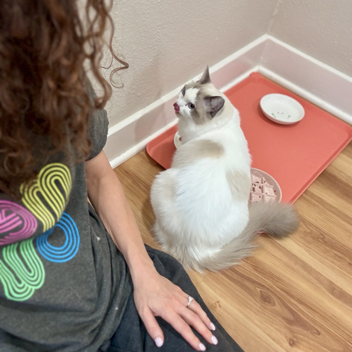 The Cat Lady Cats Approve Of
