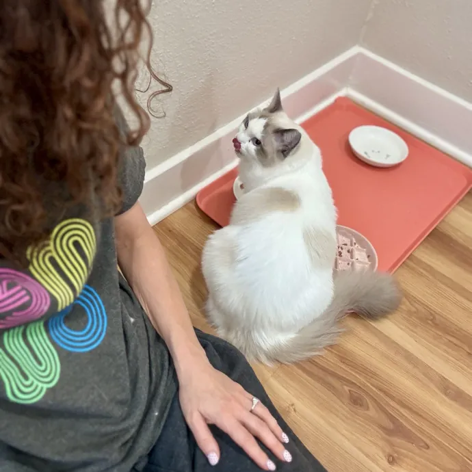 Kind Calm And Cat-Savvy