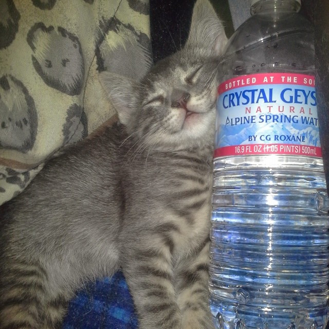 Cat Care And Beyond
