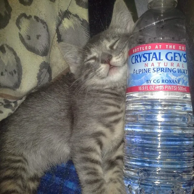 Cat Care And Beyond