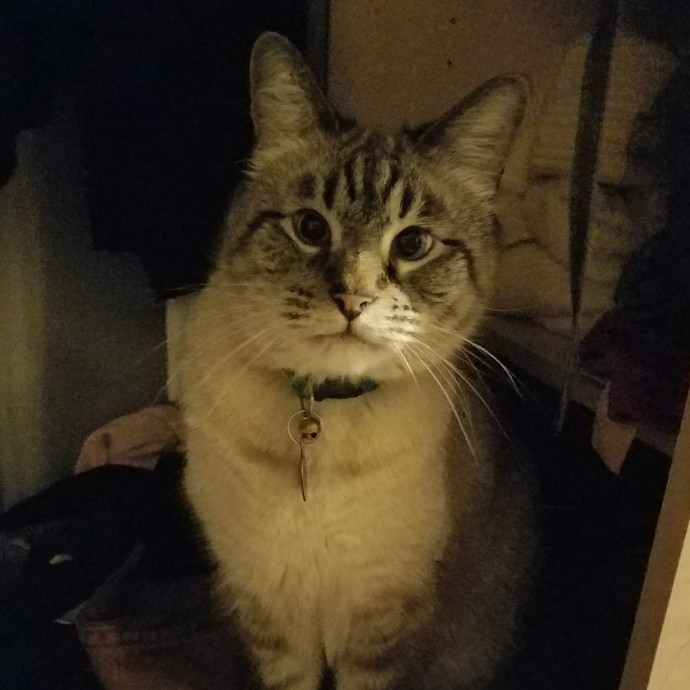 Cat Care And Beyond