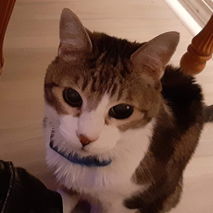 Cat Care And Beyond