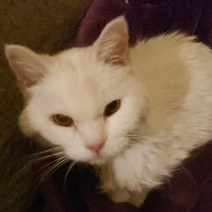 Cat Care And Beyond