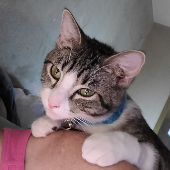 Cat Care And Beyond