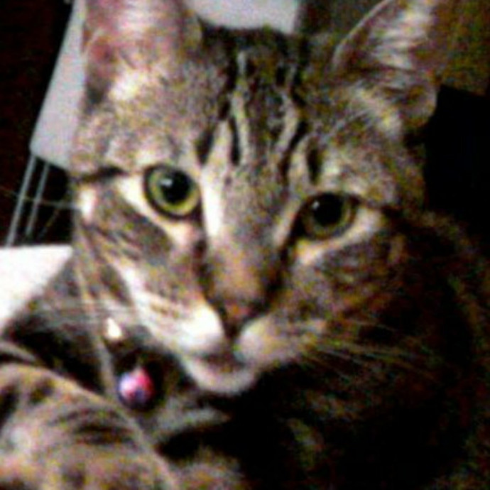 Cat Care And Beyond