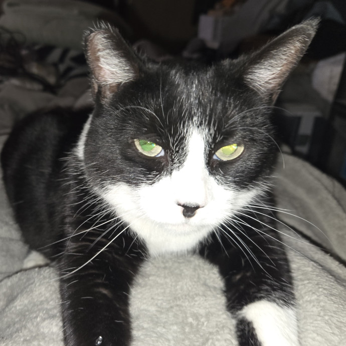 Cat Care And Beyond photo 2