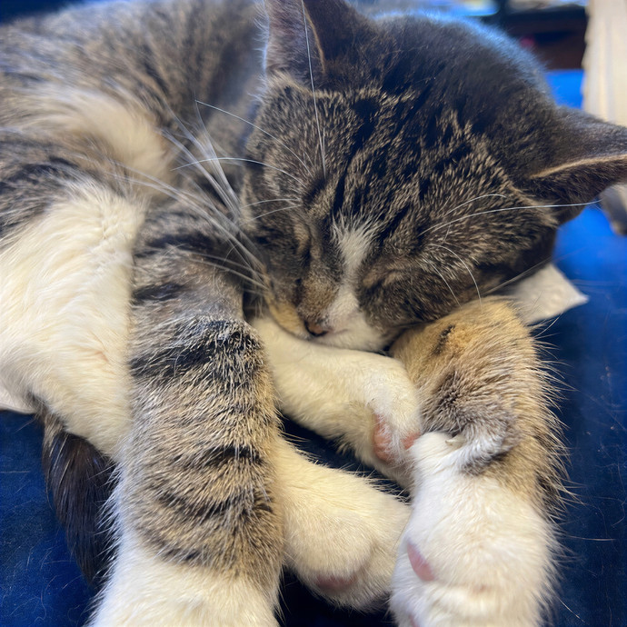 Finicky Feline Friend