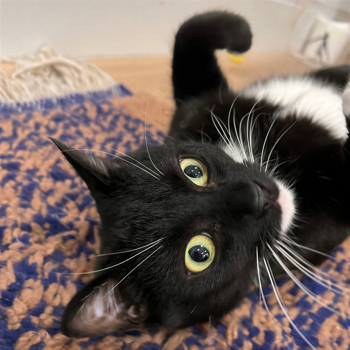 Finicky Feline Friend