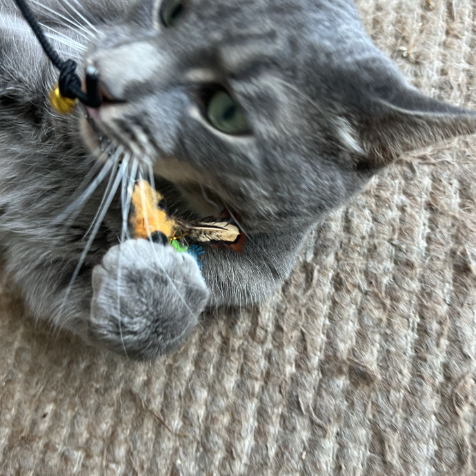 Finicky Feline Friend photo 3