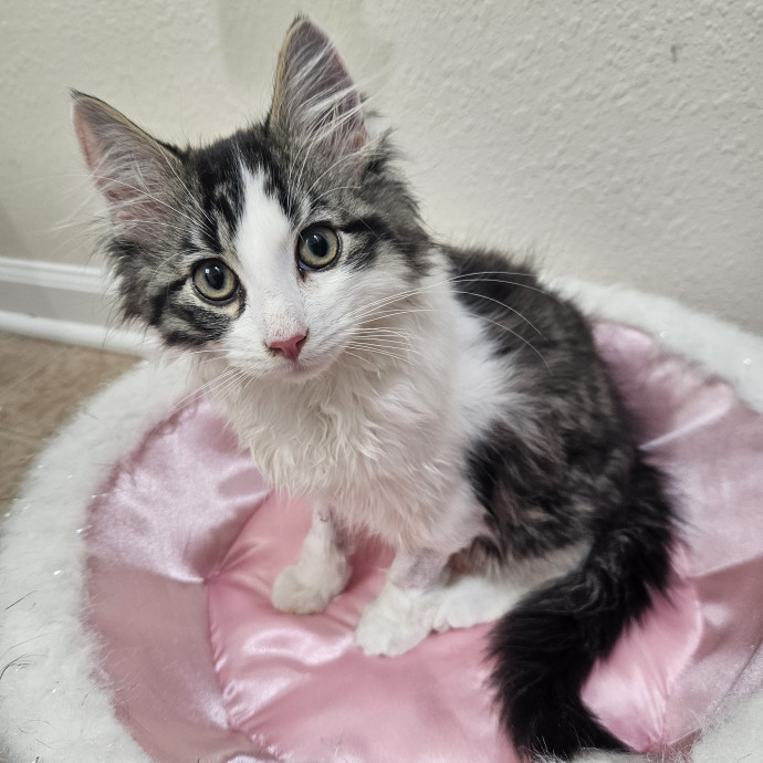 Johnson County Cat Sitter