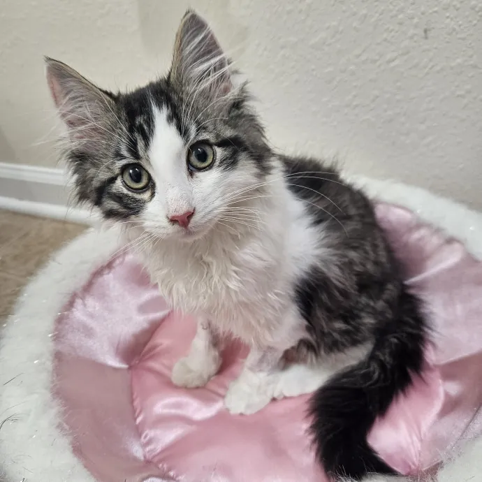 Johnson County Cat Sitter