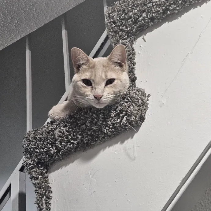 Johnson County Cat Sitter