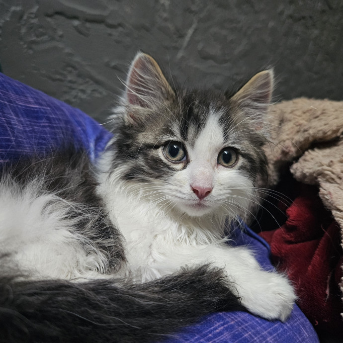 Johnson County Cat Sitter