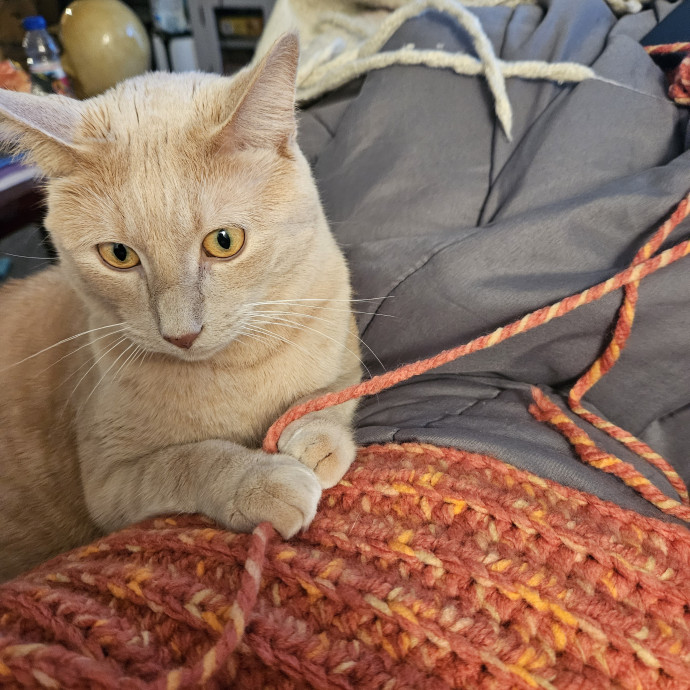 Johnson County Cat Sitter