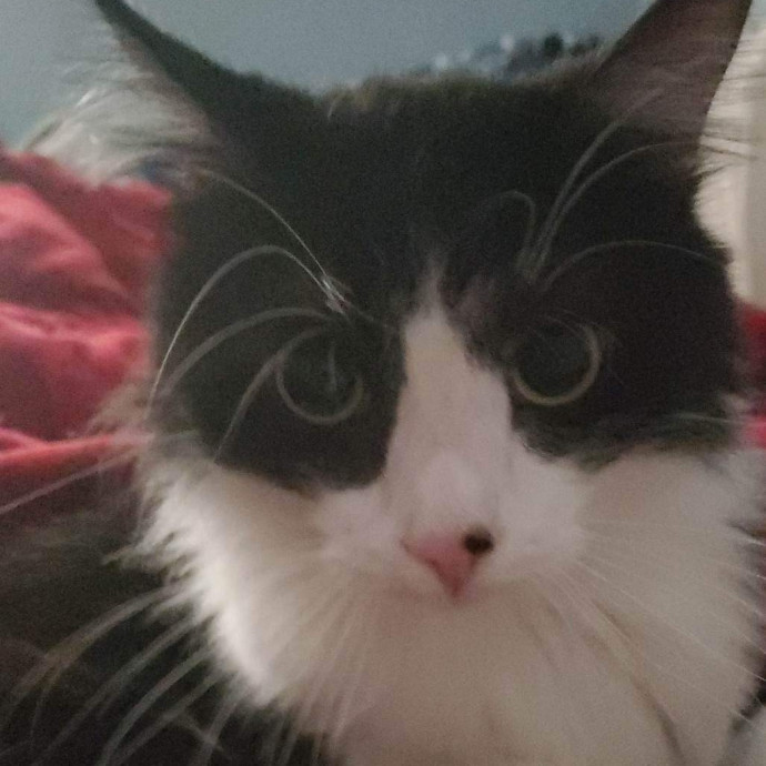 Johnson County Cat Sitter