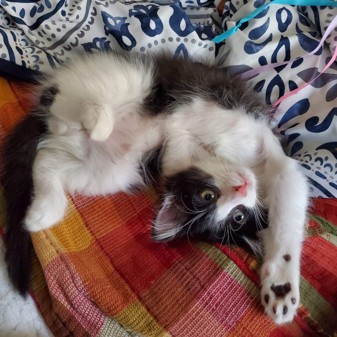 Johnson County Cat Sitter photo 3