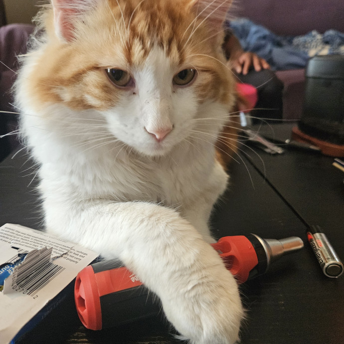Johnson County Cat Sitter photo 2