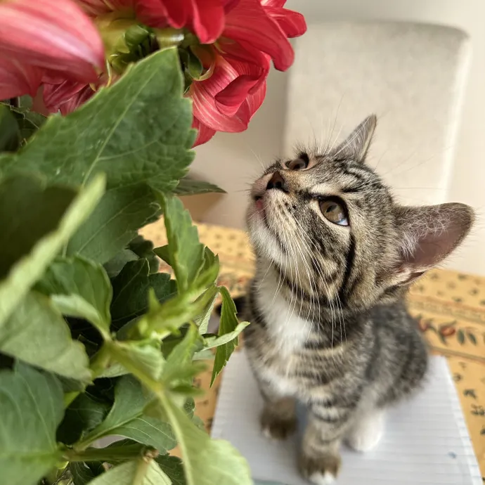 Diana The Cat Whispurrer