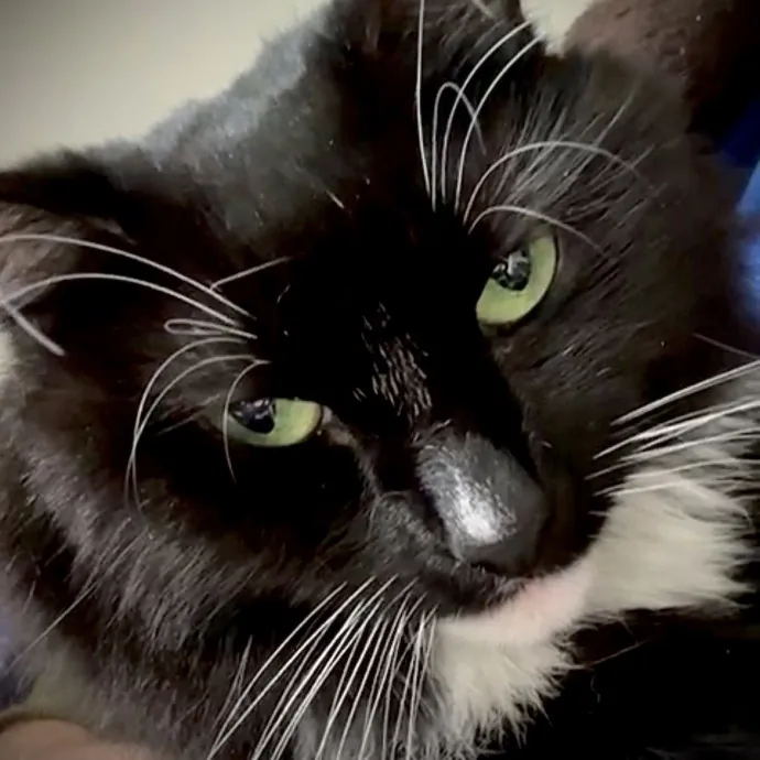 Diana The Cat Whispurrer