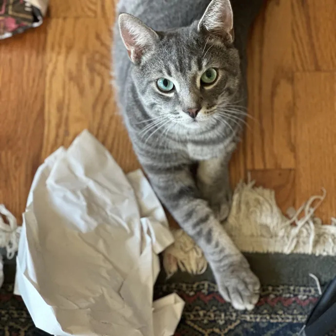 Diana The Cat Whispurrer